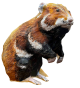 Chomik1.png